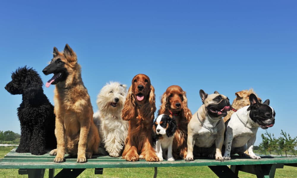 Conhecendo e Cuidando dos Diferentes Tipos de Pelagens Caninas
