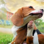 Alergias em cães: edição de verão