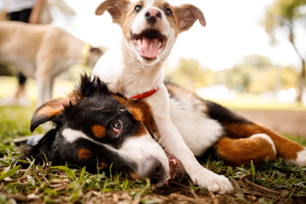 A Influência de Companhia Canina na Saúde dos Animais Domésticos - João Cachorro