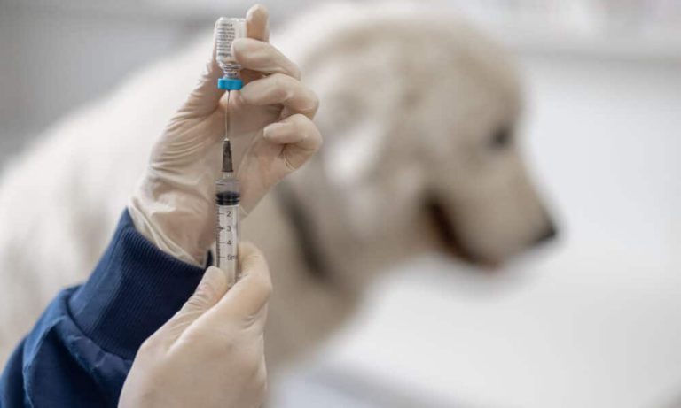 Mais proprietários de cães nos EUA agora suspeitam de vacinas de rotina, incluindo a vacina anti-rábica