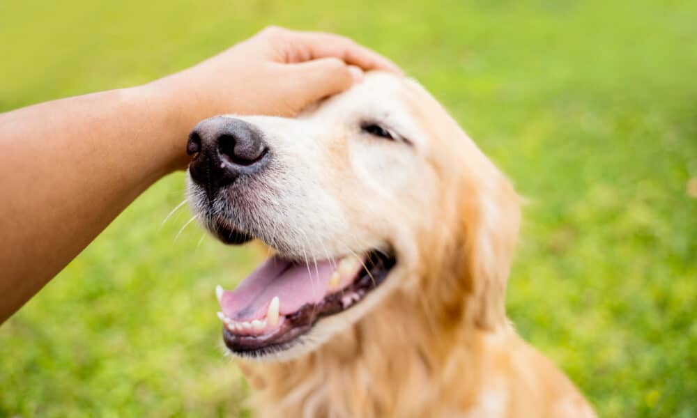 Os Benefícios de Acariciar Cães para a Saúde e Bem-Estar