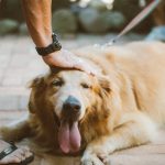 Os Benefícios de Acariciar Cães para a Saúde e Bem-Estar