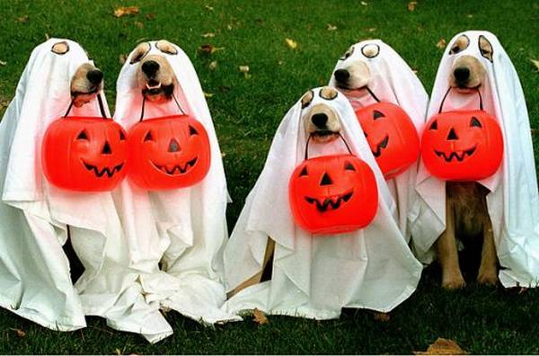 Cuidados com os Cães no Halloween - João Cachorro