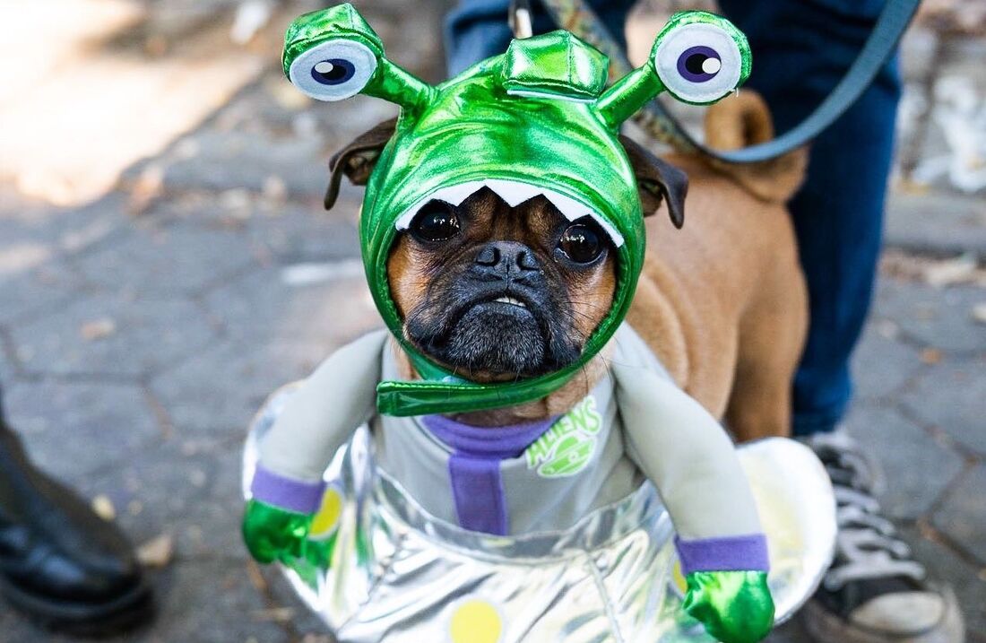 Cuidados com os Cães no Halloween - João Cachorro