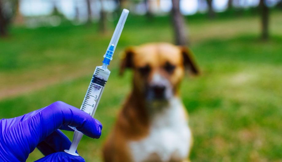Ceticismo sobre Vacinação Canina Cresce nos EUA