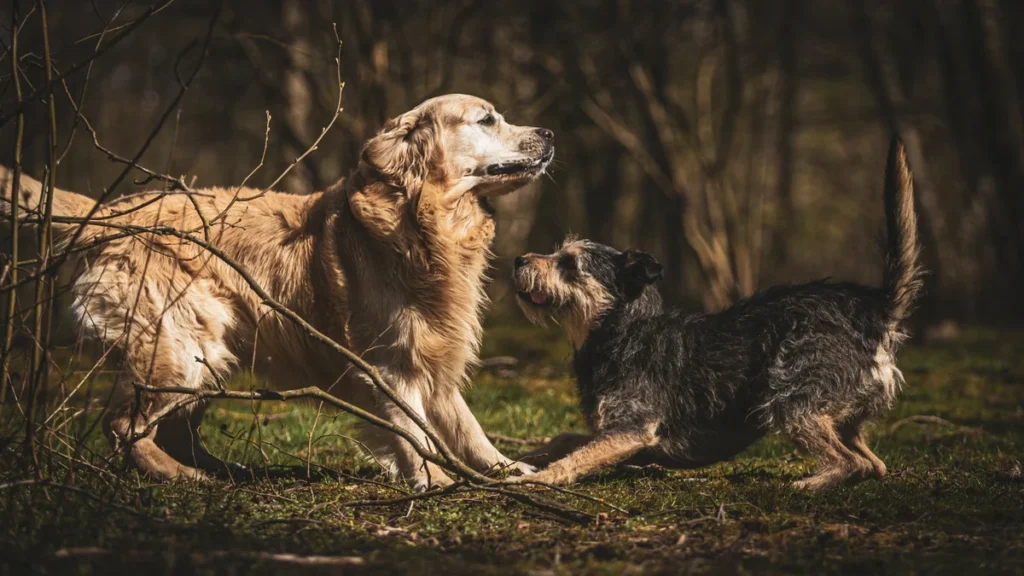 Dominância em cães: um mito que pode prejudicar o relacionamento com seu pet