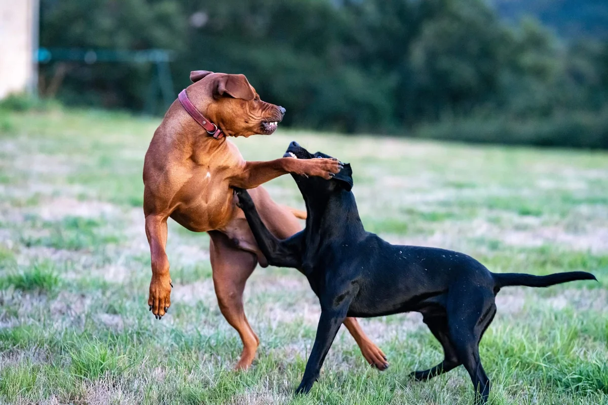 Dominância em cães: um mito que pode prejudicar o relacionamento com seu pet
