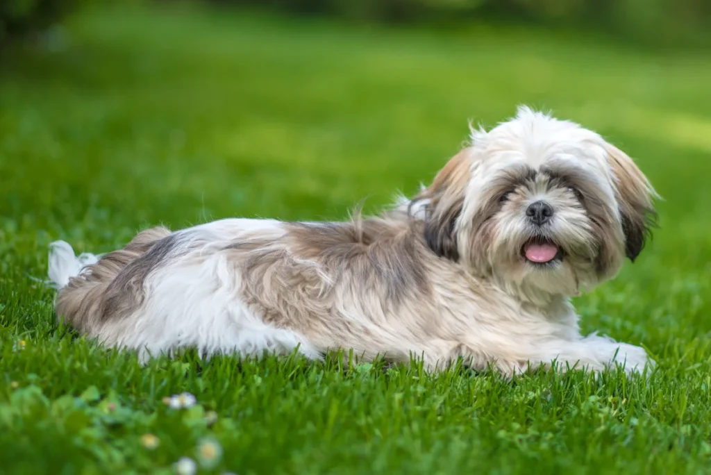 Shih tzu: cores, padrões e características da pelagem