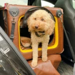 Como usar uma caixa de transporte no treinamento diário do seu cão | João Cachorro