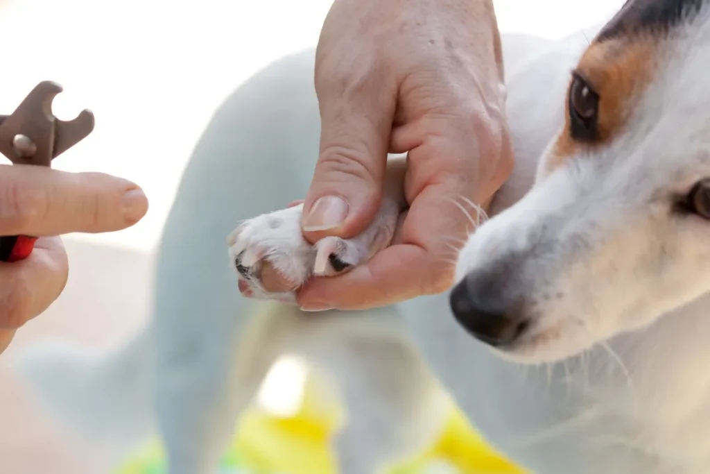 Como lixar as Unhas do Seu Pet | João Cachorro
