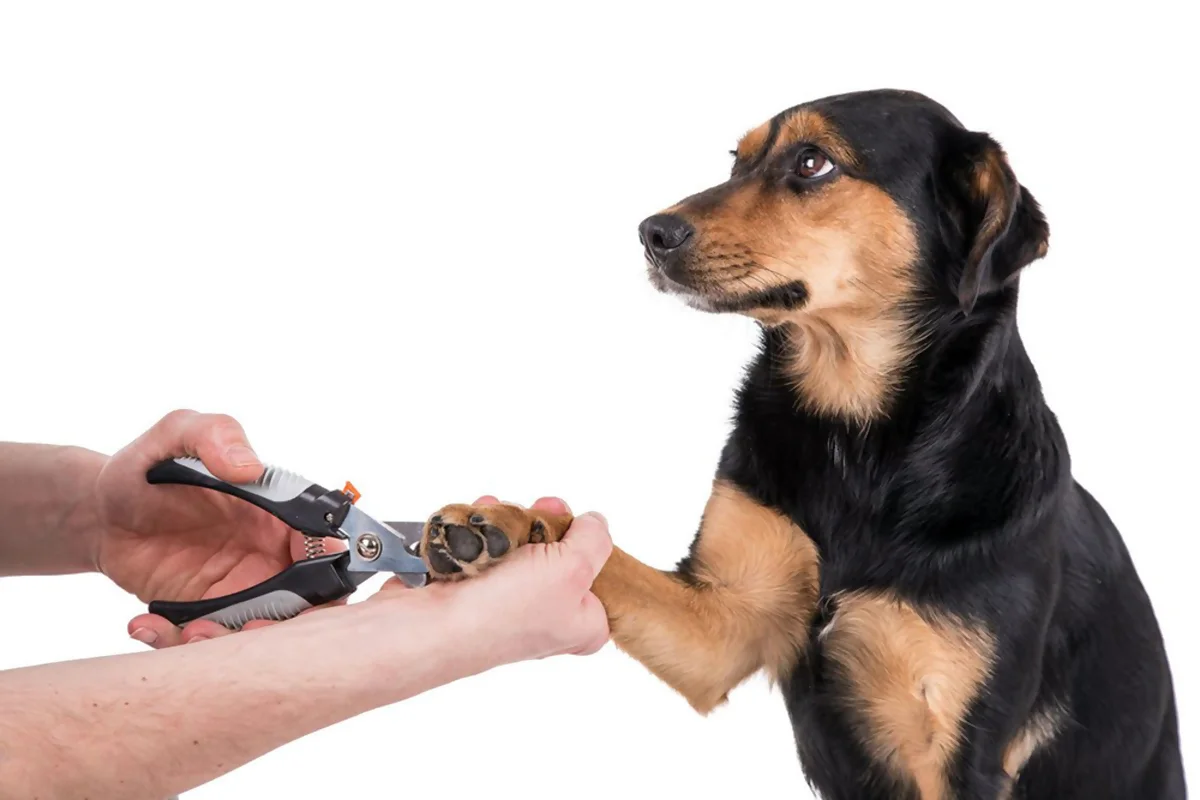 Como Cortar as Unhas do Cão: Dicas Práticas | João Cachorro