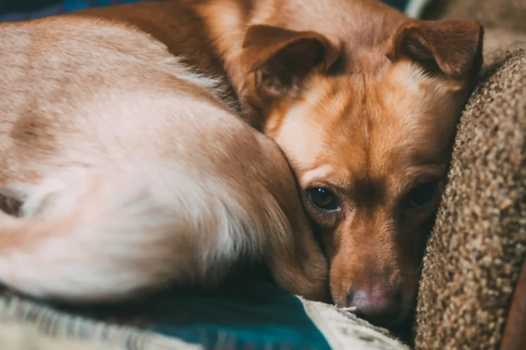 uma relação equilibrada de confiança e respeito com os cães | João Cachorro