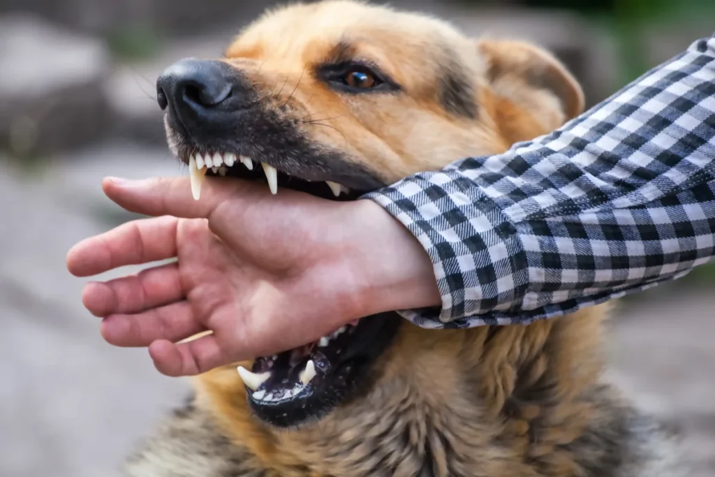Dicas Eficazes para Treinar Seu Cachorro a Não Morder