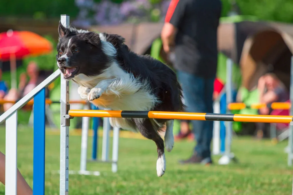Home 43 Como escolher o melhor programa de treinamento para cães | João Cachorro