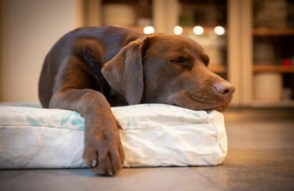Dicas do João Cachorro: Ensinar Seu Amigo Peludo a dormir Sozinho