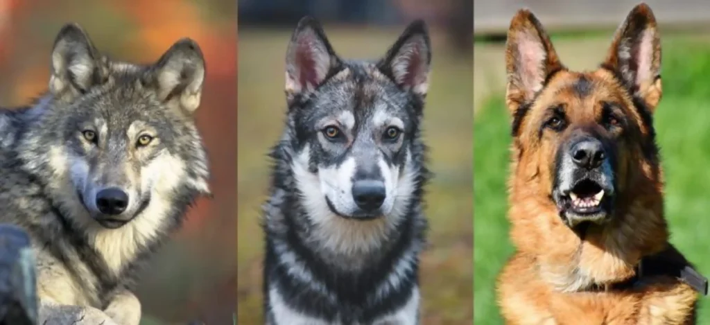 Como os lobos se tornaram cães | João Cachorro