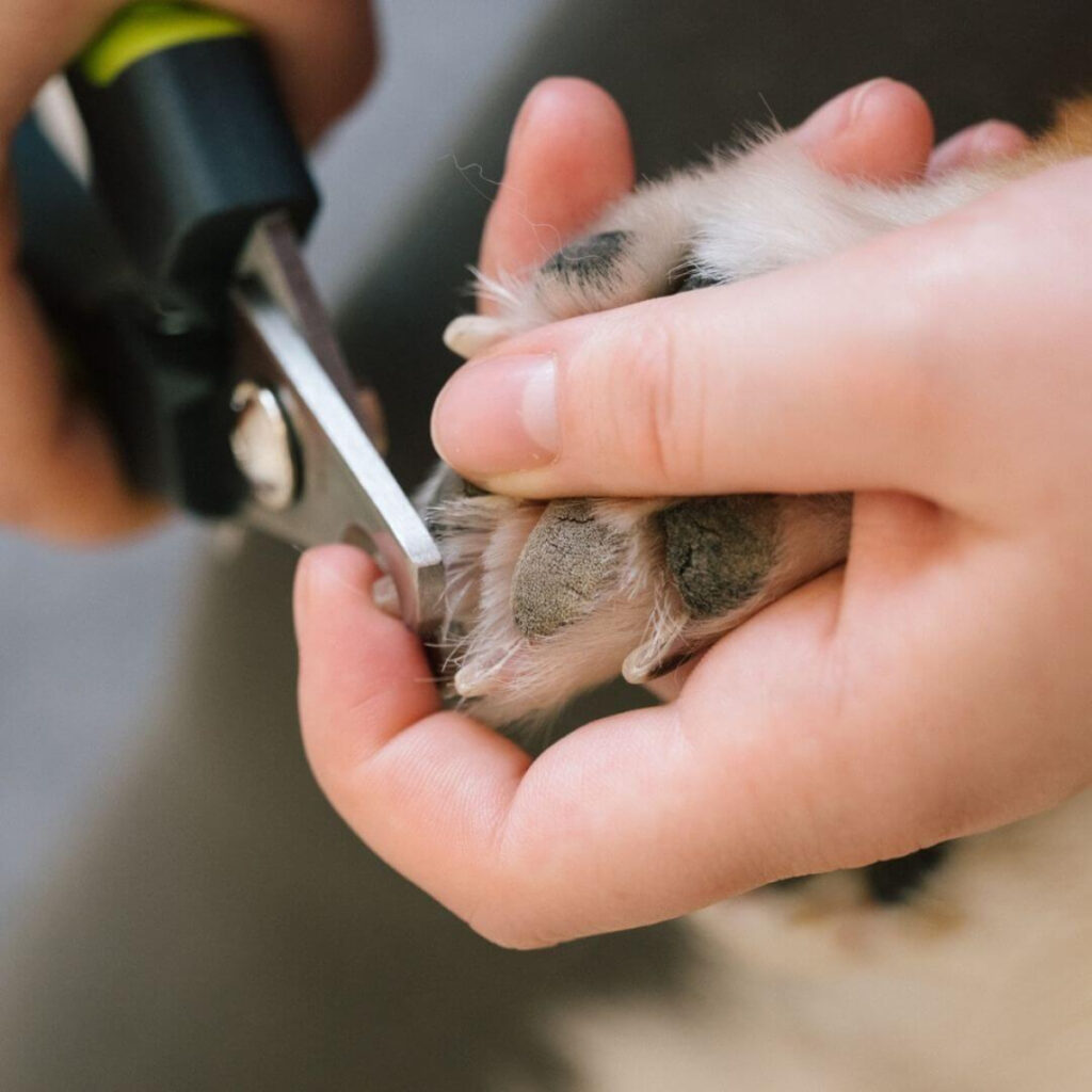 Como Cortar as Unhas do Cão: Dicas Práticas | João Cachorro
