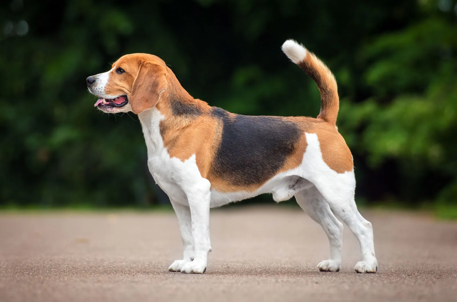 beagle hound dog
