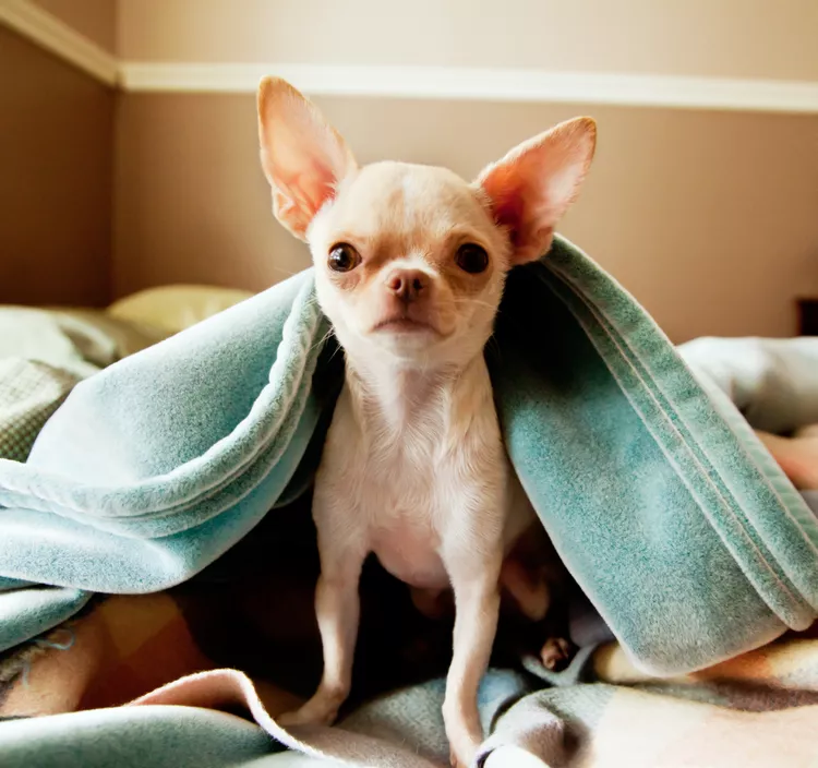 cute little chihuahua looks at camera from under blankets 183833827 5816351d5f9b581c0b01c547