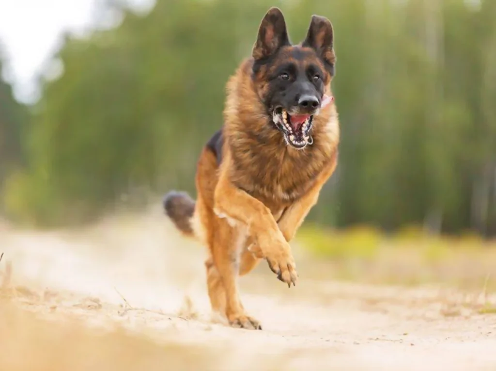 deutscher schaeferhund rennt und sieht bedrohlich aus AsyaPozniak shutterstock 317352482
