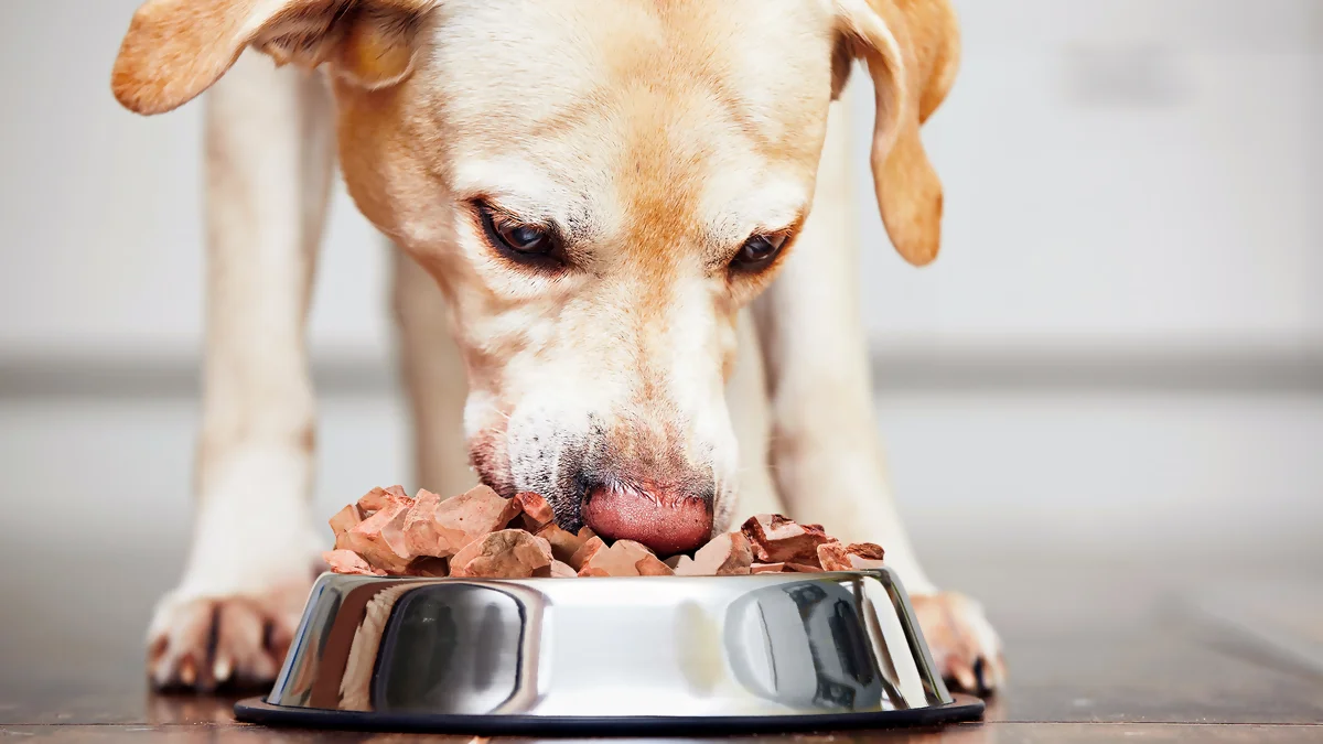 Como é feita a comida liofilizada para cães? - João Cachorro