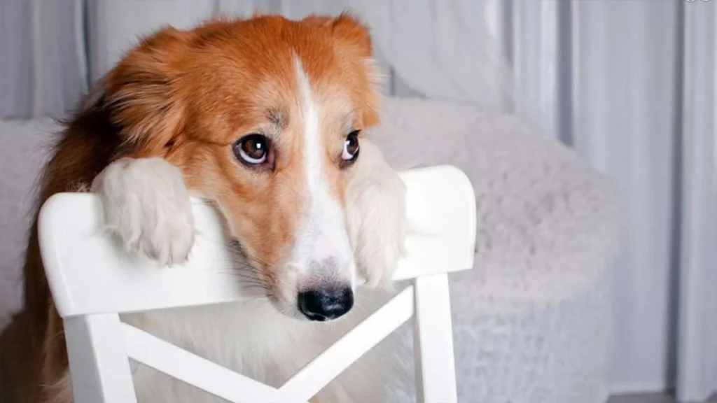 Como os cães sentem as emoções dos donos?