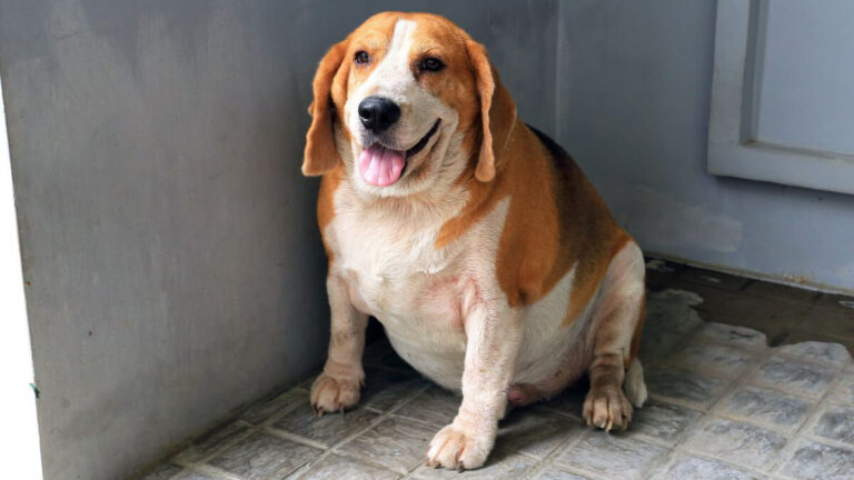 Como Identificar e Combater a Obesidade Canina para uma Vida Mais Longa e Saudável - João Cachorro