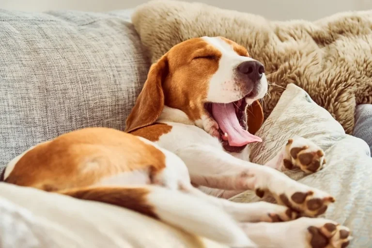 Dicas do João Cachorro: Ensinar seu cão a dormir Sozinho