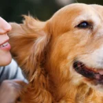 uma relação equilibrada de confiança e respeito com os cães | João Cachorro