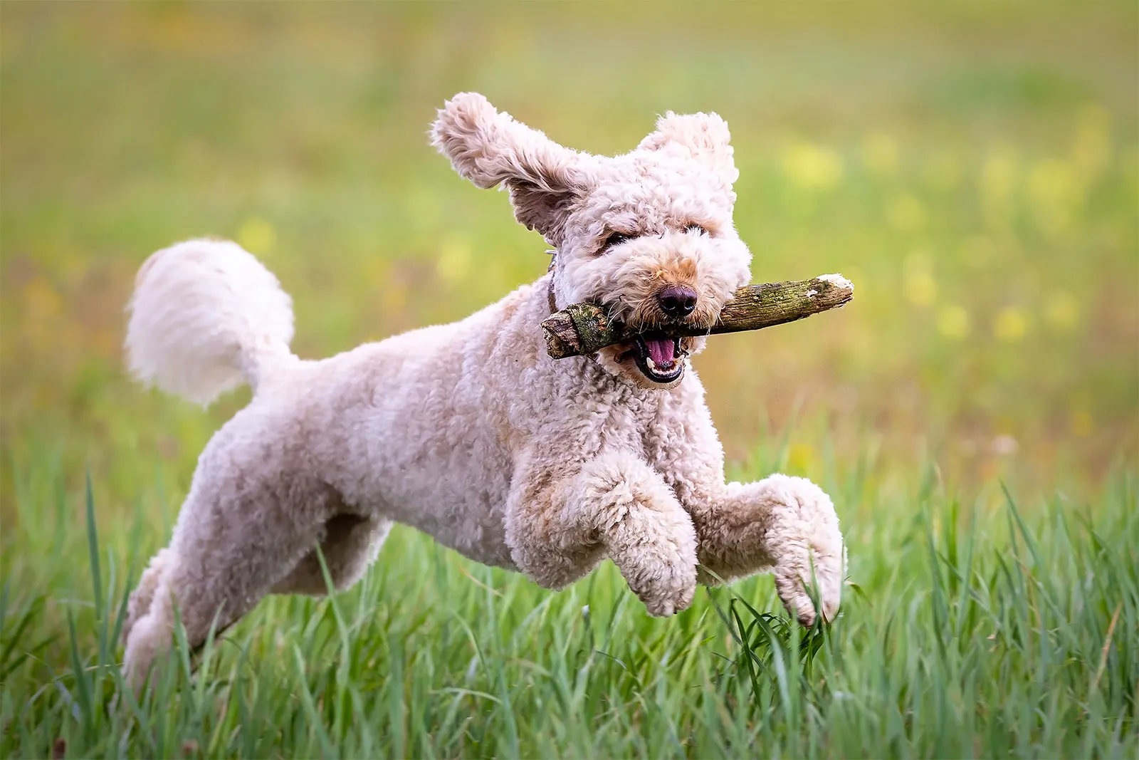 labradoodle dog stick running grass