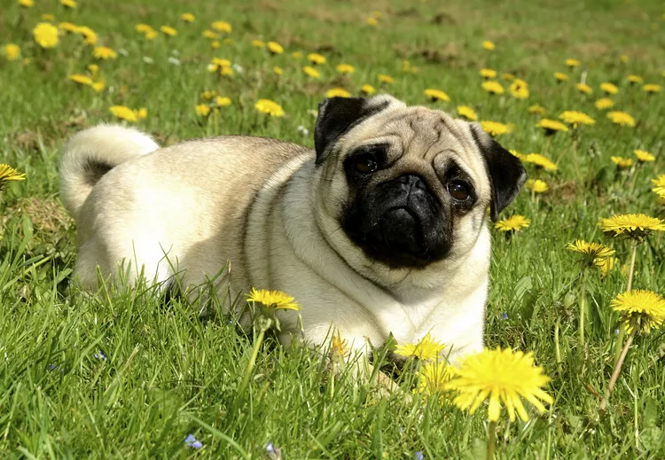 pug lying in meadow with dandelions sweden europe 533734486 5816357a3df78cc2e891d21f