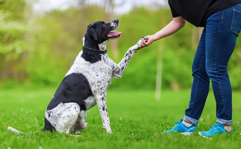 A Importância do Adestramento Canino - João Cachorro