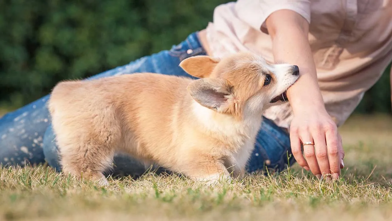 Dicas Eficazes para Treinar Seu Cachorro a Não Morder - João Cachorro