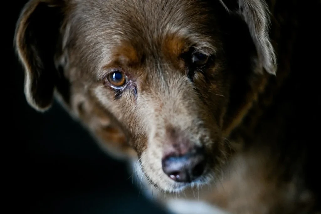 A morte de Bobi, o cão mais velho do mundo