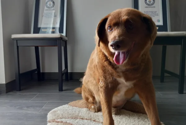 A morte de Bobi, o cão mais velho do mundo