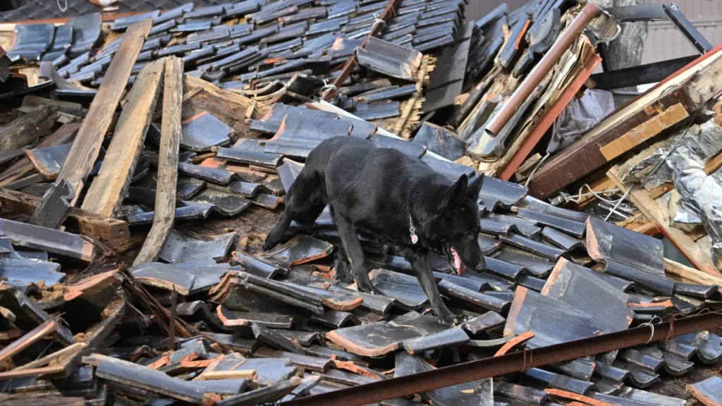 a cadela de resgate que encontrou uma sobrevivente do terremoto no Japão