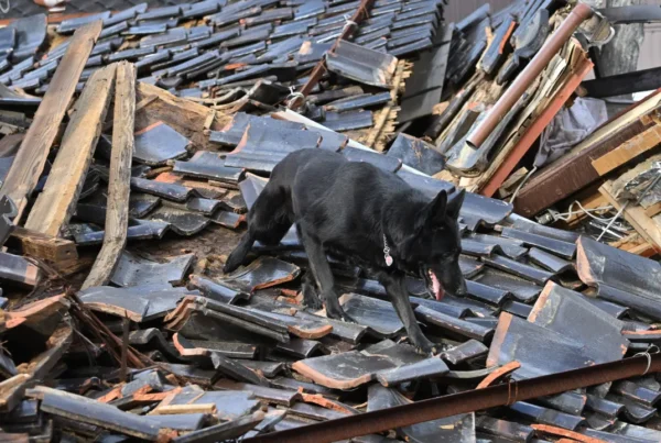 a cadela de resgate que encontrou uma sobrevivente do terremoto no Japão