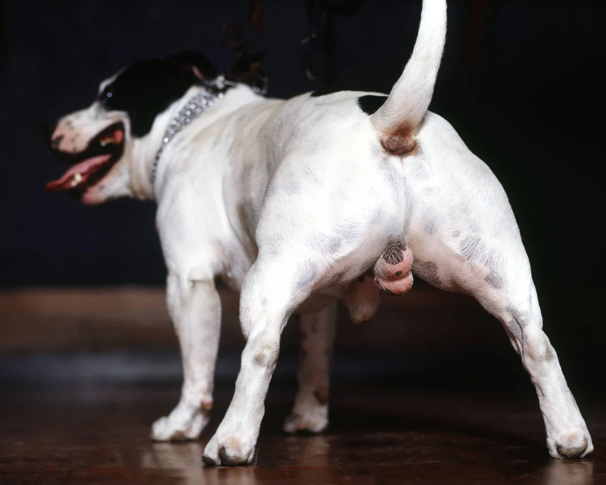 Os benefícios da castração para a saúde e o comportamento do seu cão