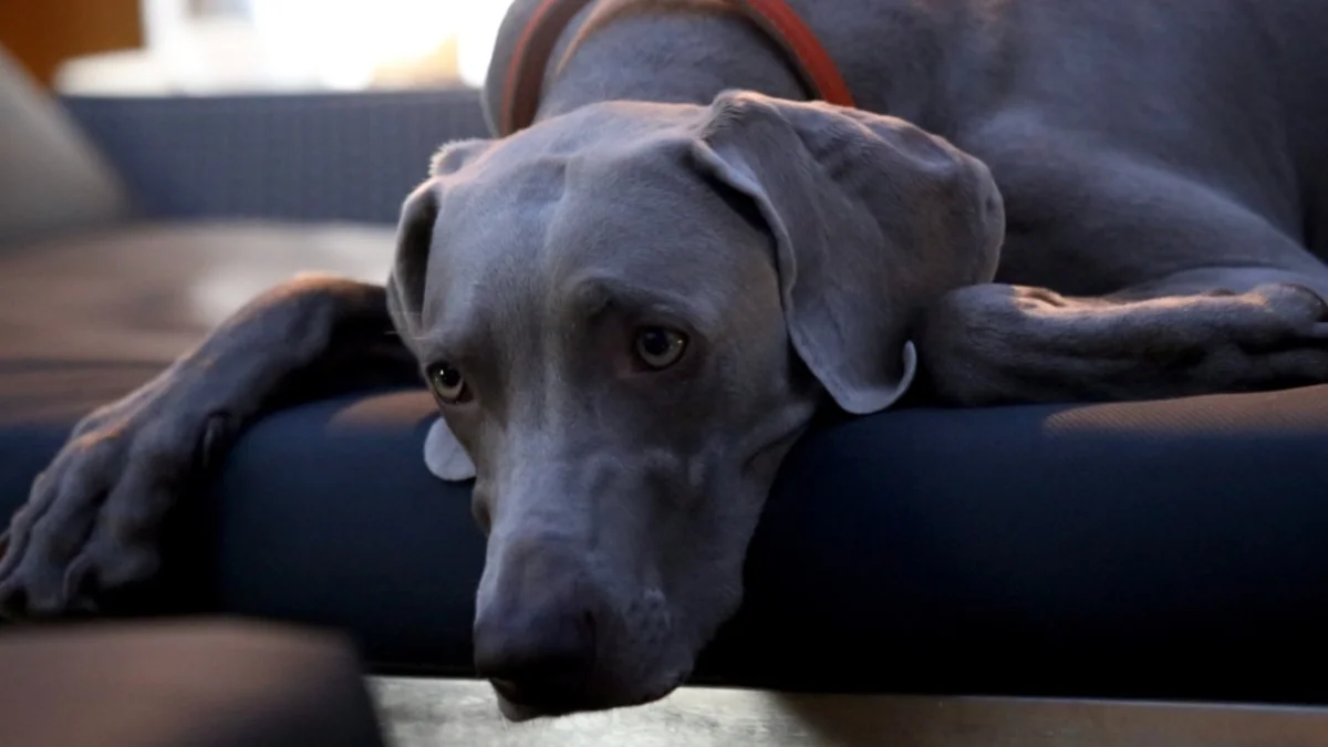 Ansiedade de separação em cães: o que é, como identificar e como lidar
