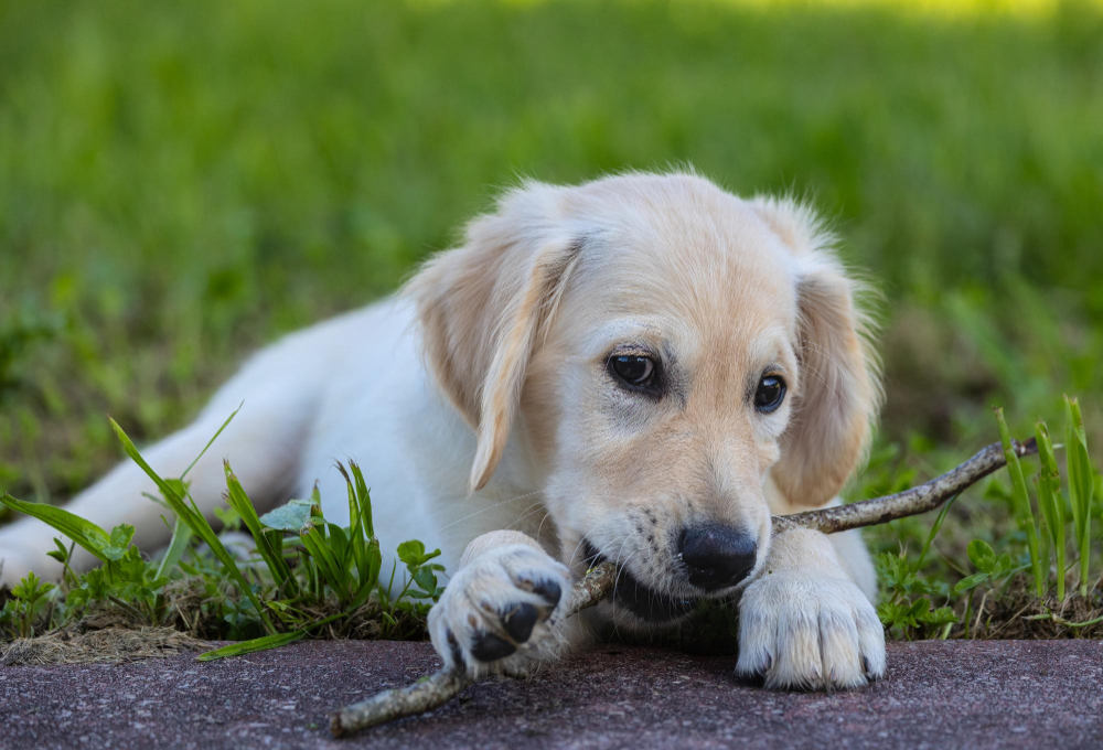 Quanto Custa Manter um Cachorro no Brasil em 2026? Planilha Realista 5 O Cenário do Mercado Pet no Brasil em 2026