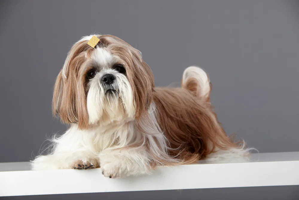 Quanto Custa um Shih Tzu? O Guia Completo de Preços e Despesas Anuais