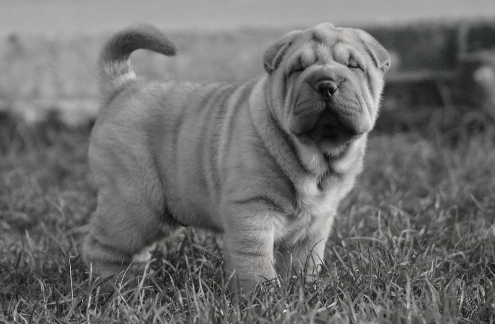 Shar-Pei - Qual foi a primeira raça de cães do mundo? Descubra a origem!