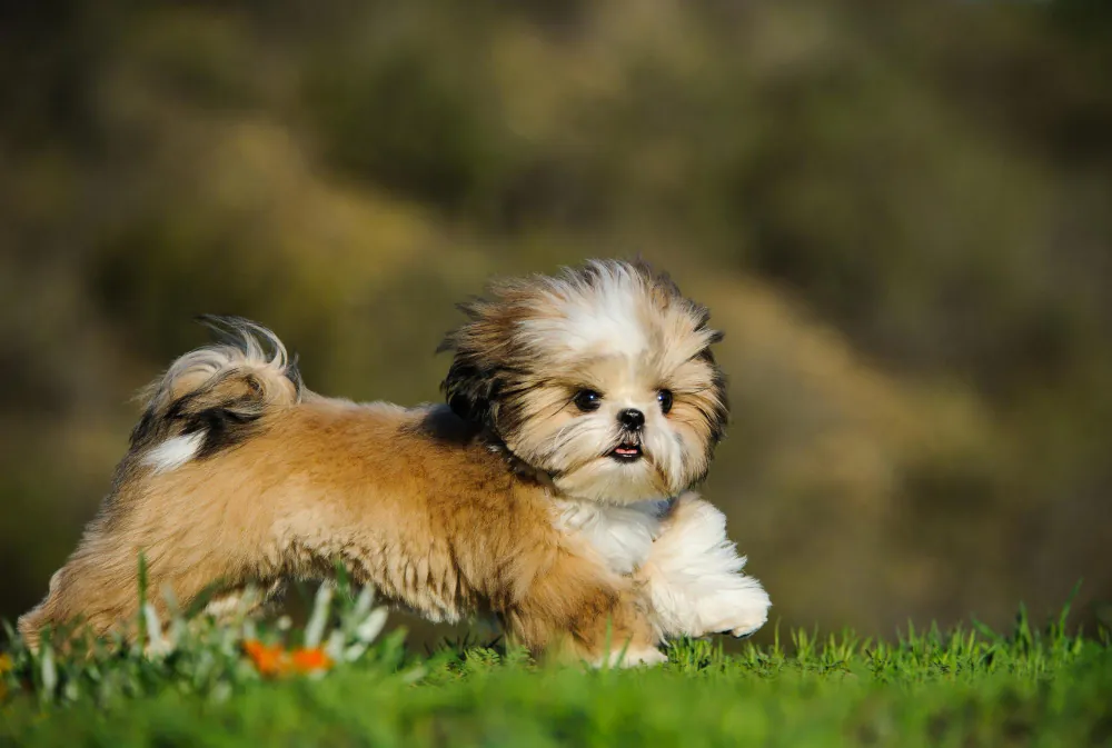 Quanto Custa um Shih Tzu? O Guia Completo de Preços e Despesas Anuais (2025)