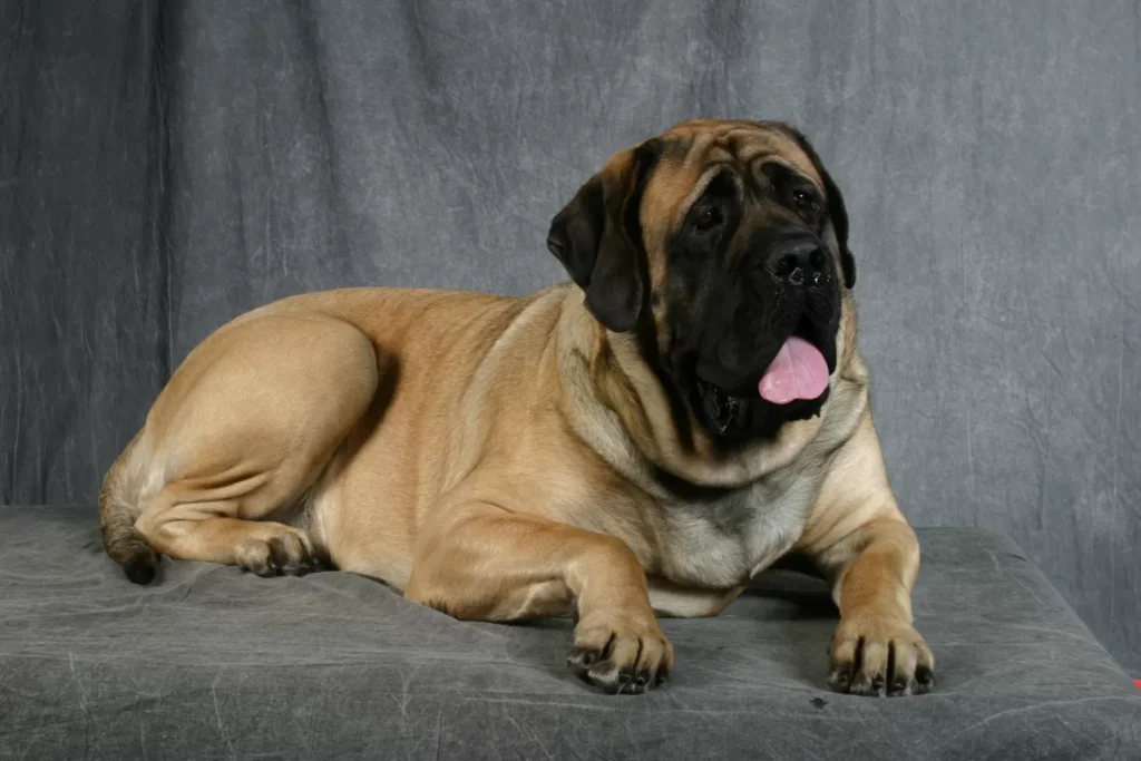 15 Maiores Raças de Cães do Mundo: Gigantes 