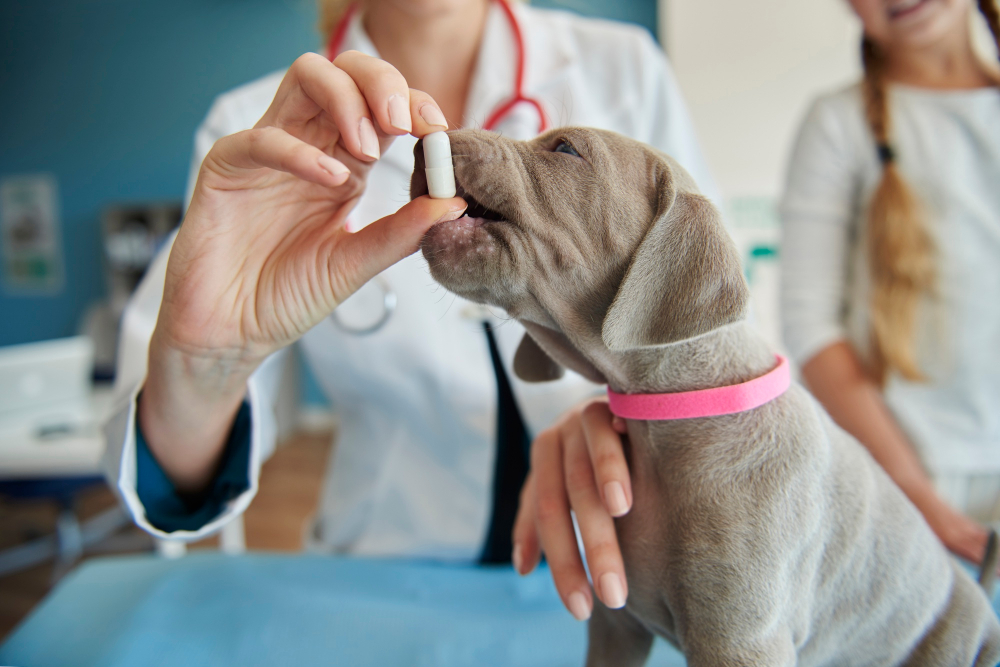 Vitamina para Cachorro Engordar ou Ganhar Pelo: Quando é Necessário?