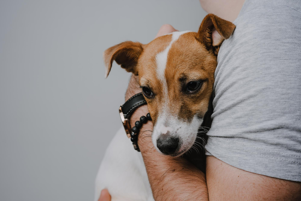 Sinais de Dor no Cachorro: 5 Coisas que Ele Faz e Você Não Percebe