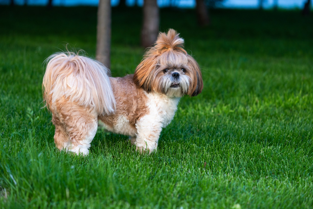Quanto Custa um Shih Tzu? O Guia Completo de Preços e Despesas Anuais (2025)