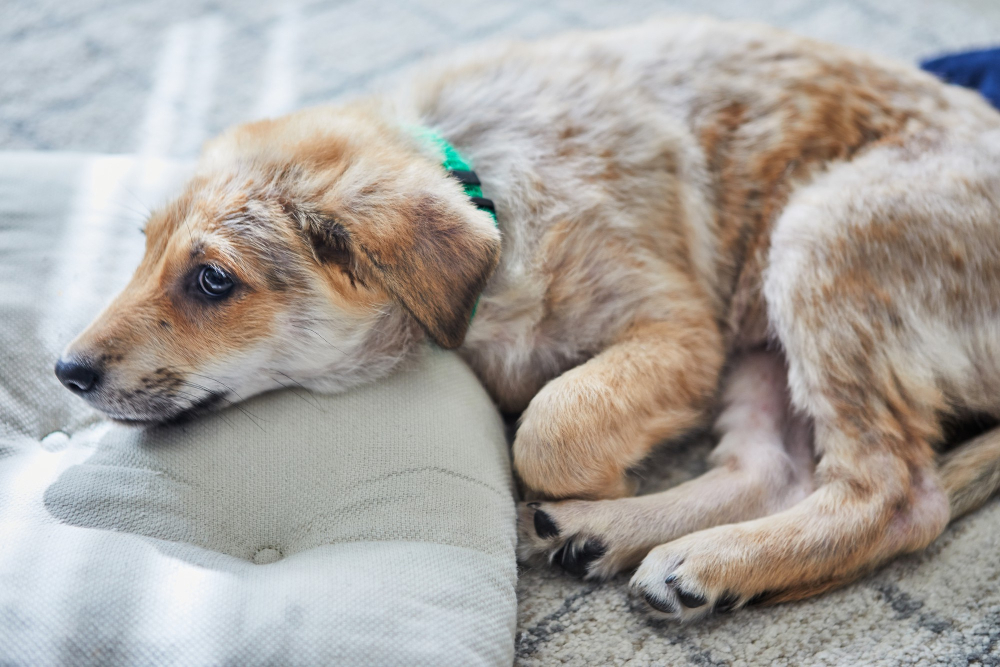 Alergia e Coceira em Cães: Pode Ser a Ração? Entenda os Sintomas e Soluções