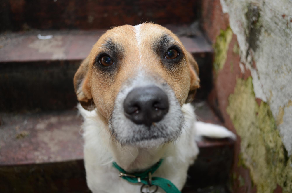 Alergia e Coceira em Cães Pode Ser a Ração Entenda os Sintomas e Soluções