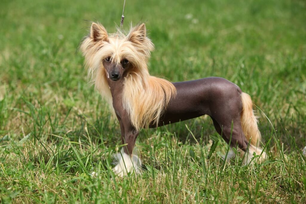 Cão de Crista Chinês (Chinese Crested)